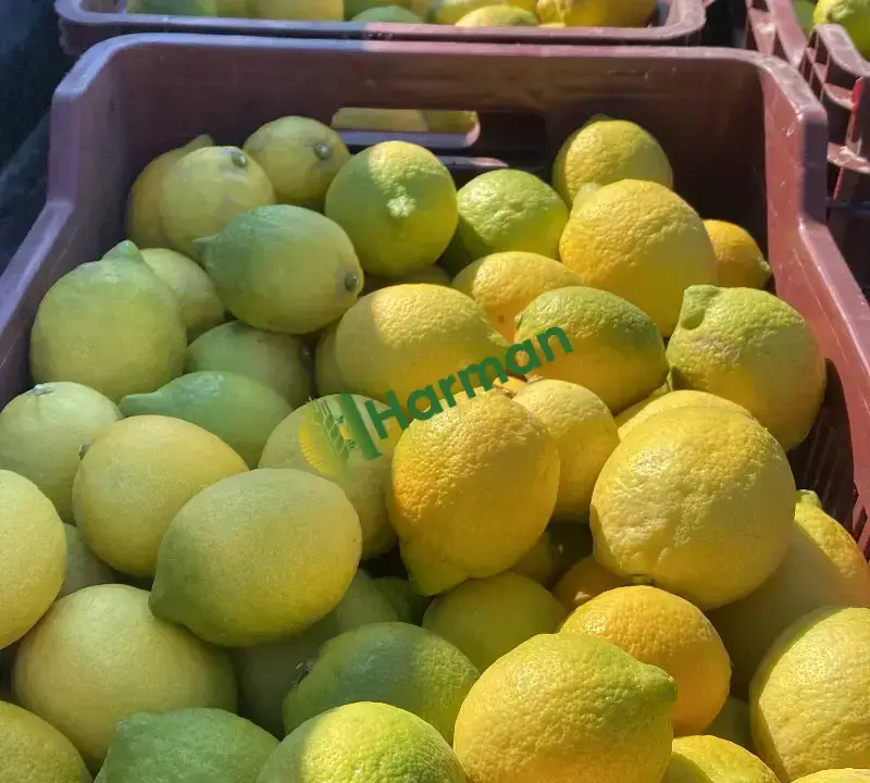 Ürgüp yatak limon