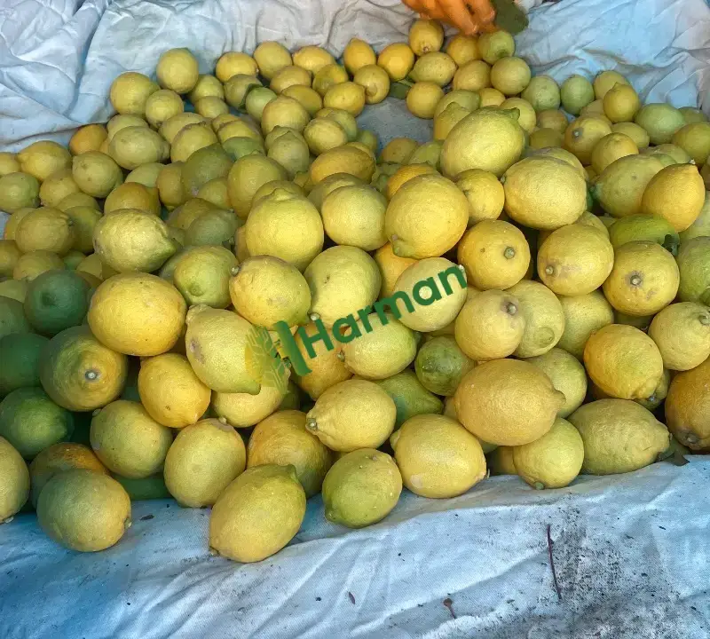 Ürgüp yatak limon