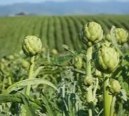 Urla yenice has sakız enginar ilk yılı