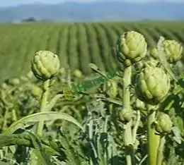 Urla yenice has sakız enginar ilk yılı