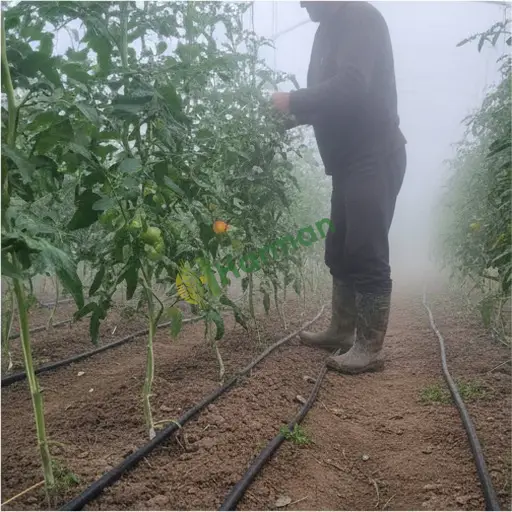Uşak Karahallı'da sera bakımı yaptırılacak