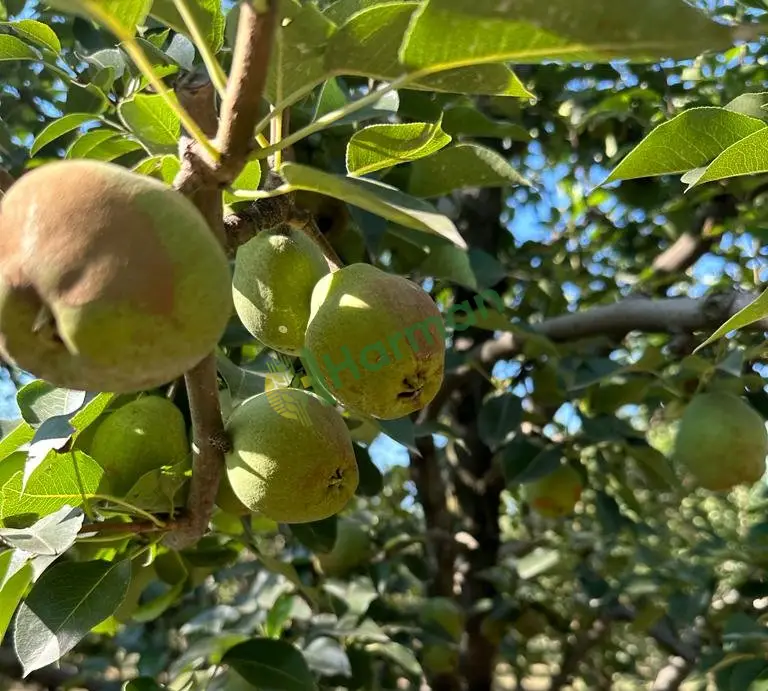 Uygun fiyatlı Margarit  armut satışı