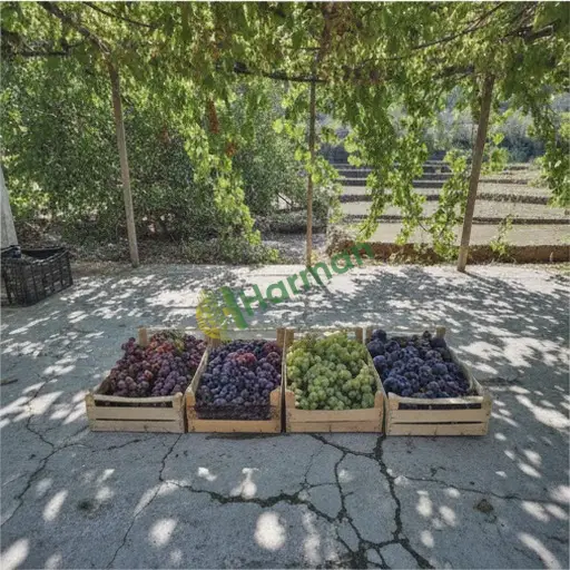 Bitlis Ahlat'den Aranan Üzüm
