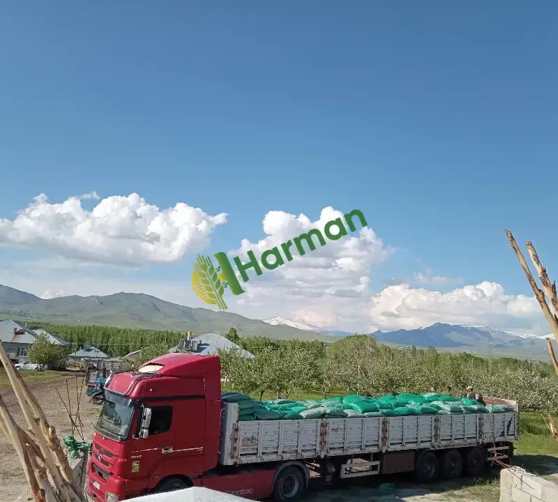 vakumlu,pıresli,bol taneli sılaj