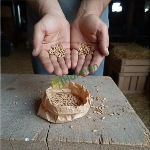 Van Muradiye'de ananas tohumu lazım