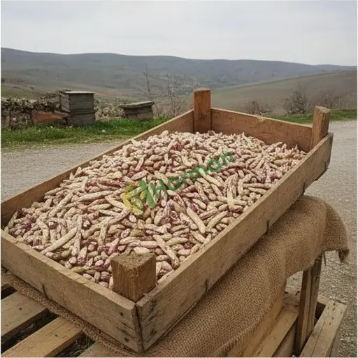 Barbunya Taze hal fiyatı