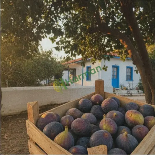 Van Saray incir alınır