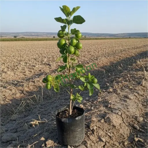 Van Çaldıran'da jatropha satılıktır