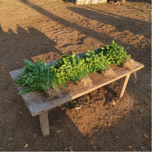 Van Tuşba Satılık Roka