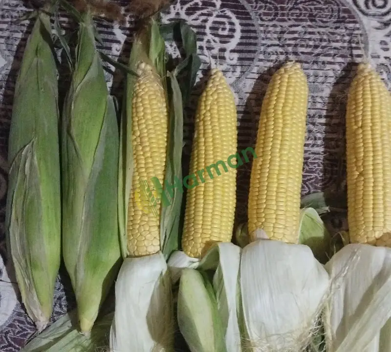 Mısır (Adet) hal fiyatı