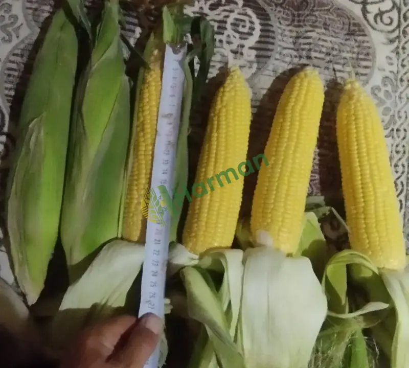 Veya tatlı mısır