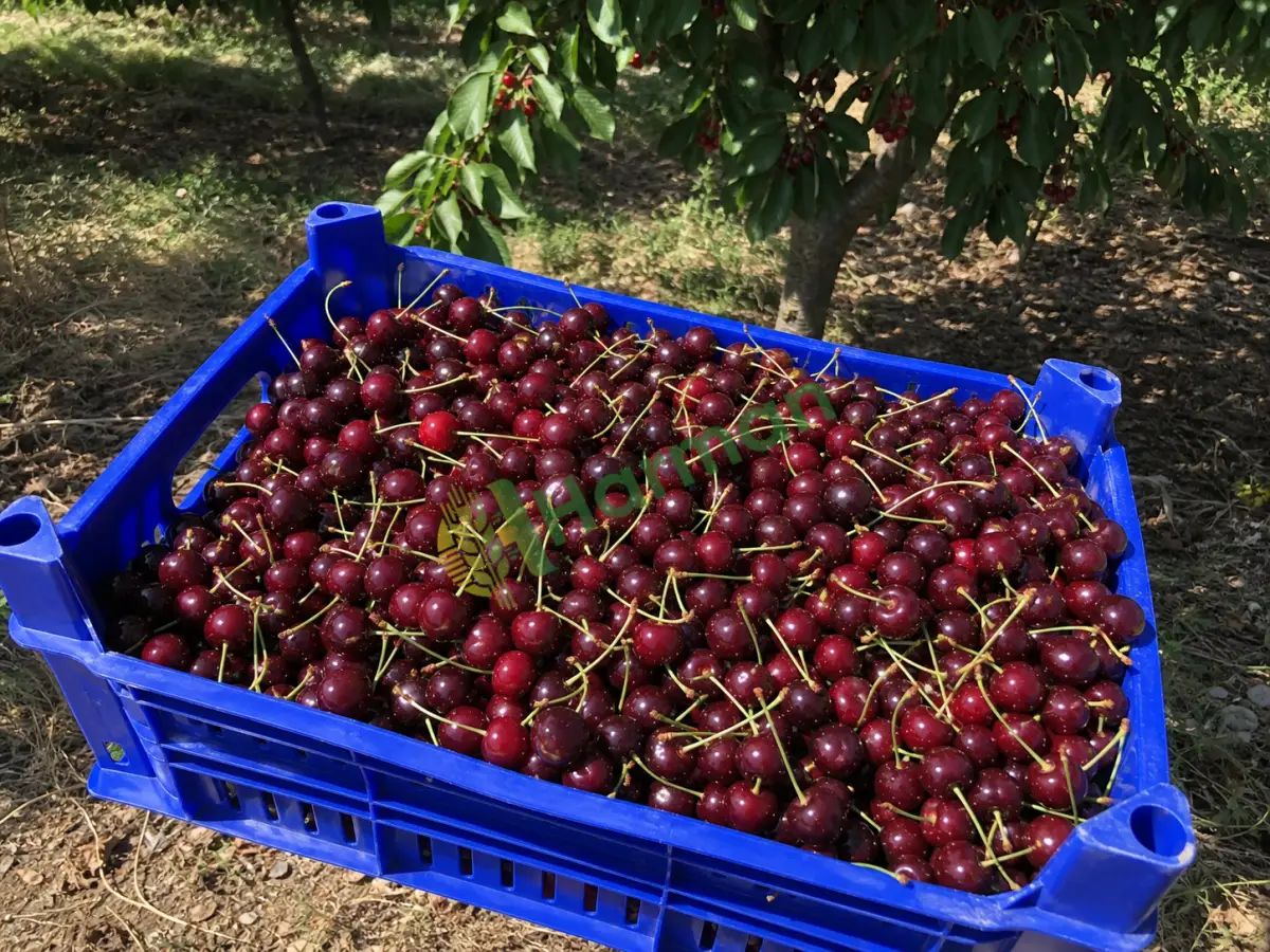 Vişne