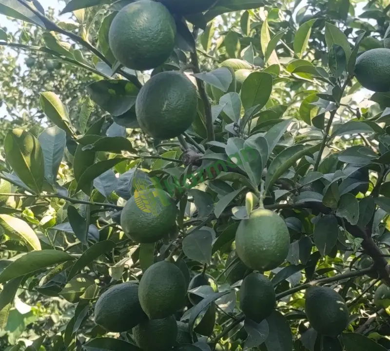 Limon hal fiyatı