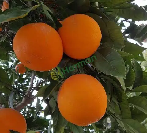 Portakal hal fiyatı
