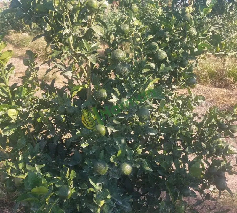 Mandalina Diğer hal fiyatı