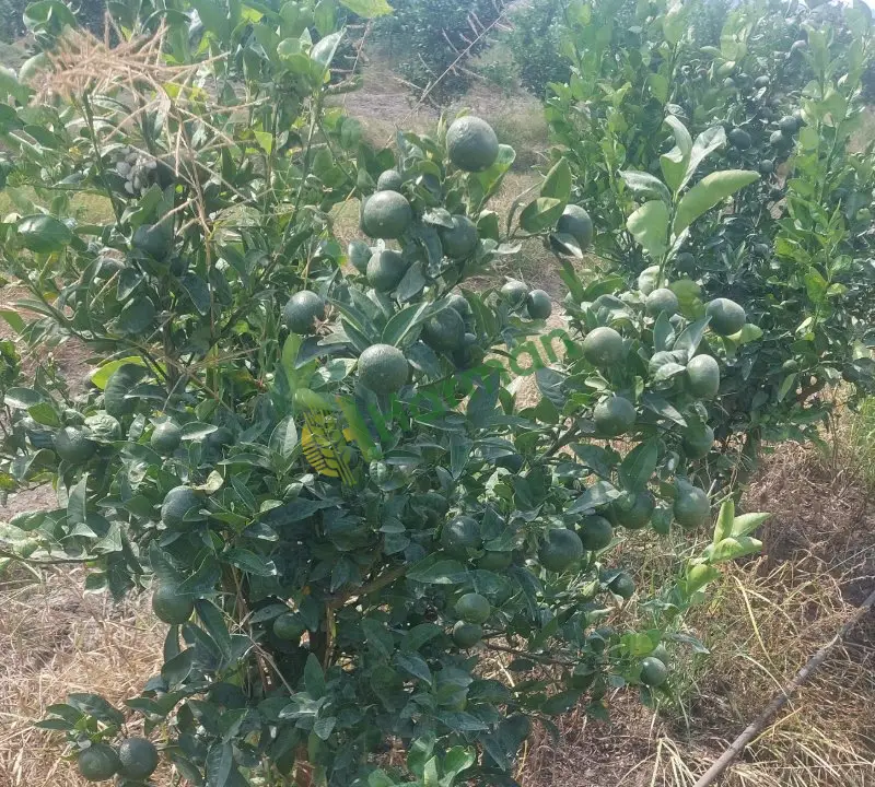 W.morcut Mandalina, Ceyhan