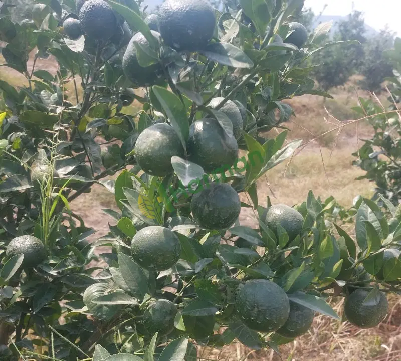 W.morcut Mandalina, Ceyhan