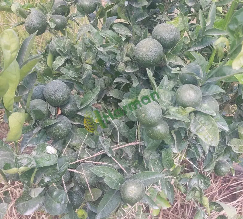 W.morcut Mandalina, Ceyhan
