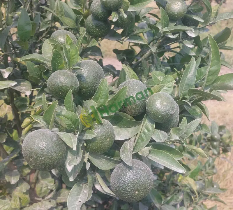 W.morcut Mandalina, Ceyhan