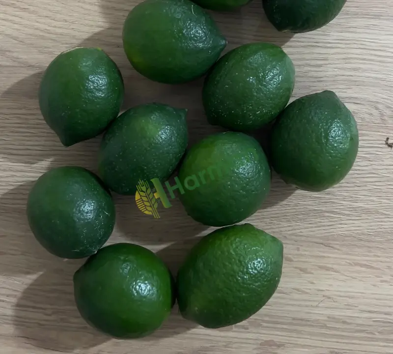 WOLKAMARİA LİMON