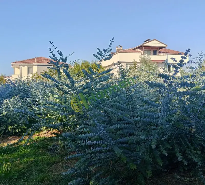 Yalova Çınarcık
