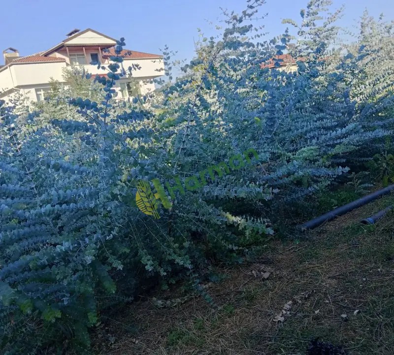 Yalova Çınarcık