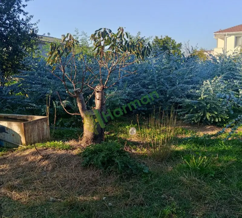 Yalova Çınarcık