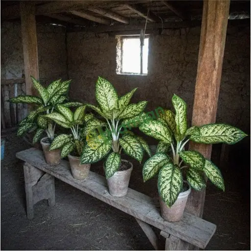 Yalova Çınarcık'ta dieffenbachia lazım