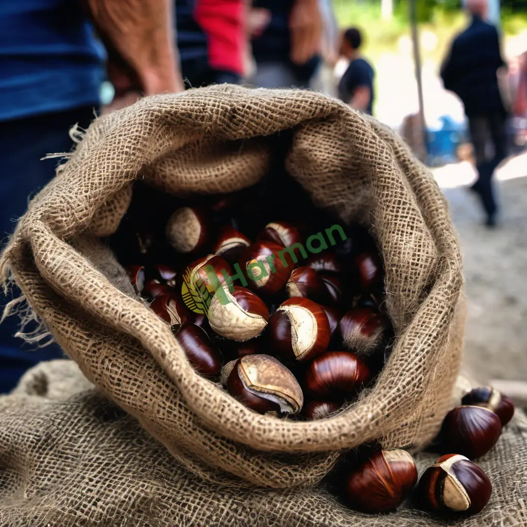 Aranan Tatlı Kestane (Yerel Çeşit) — Yalova Altınova · 270 Kg