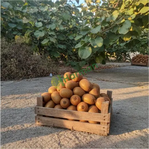 Kivi satıyorum, Yalova Termal