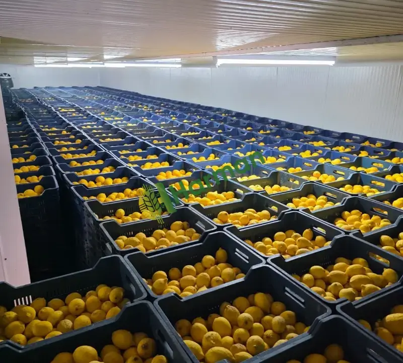 Yatak limon