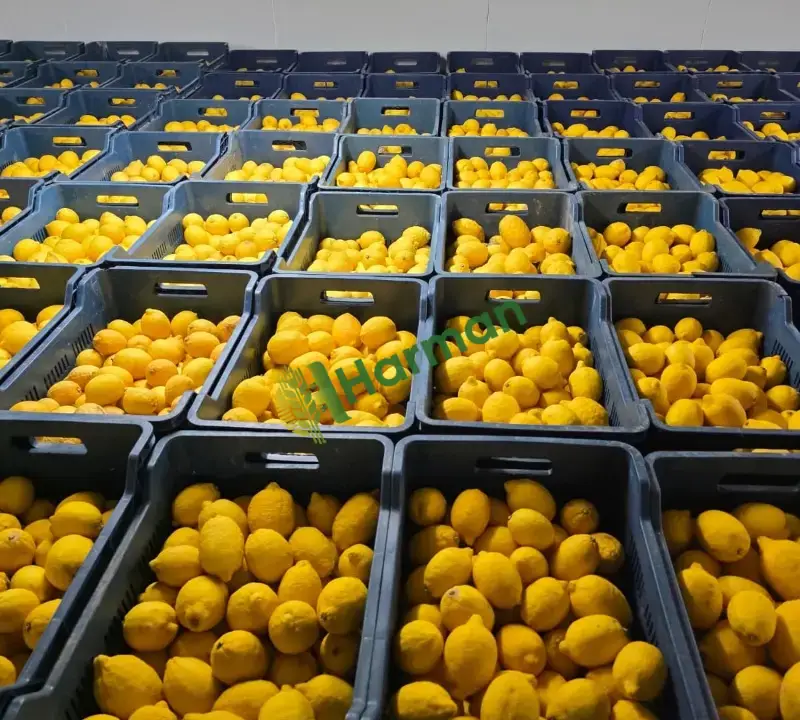 Yatak limon