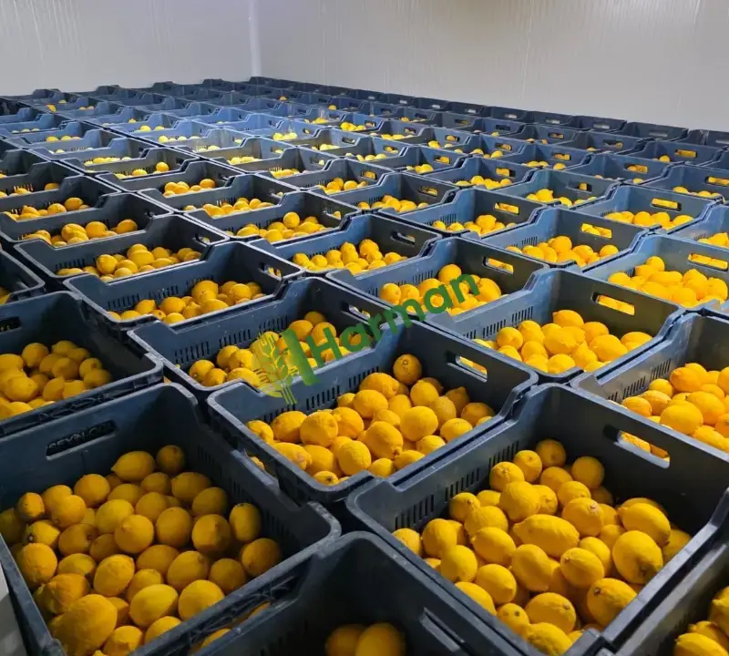 Yatak limon