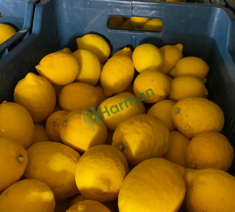 Yatak Limon(Mayer)temiz Çürüksüz Pazarlık Yapılır - 2