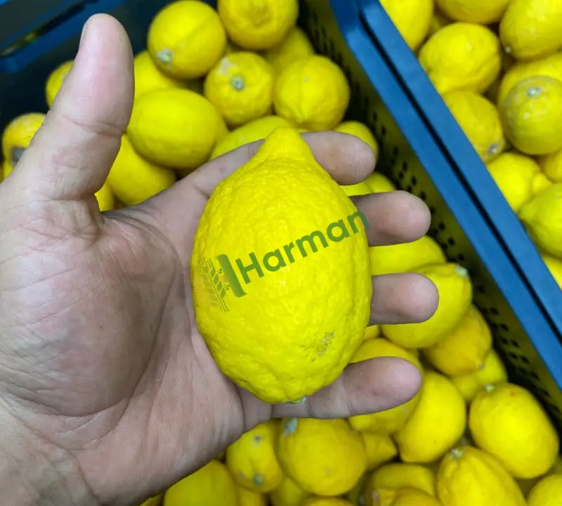 Yatak Limon(Mayer)temiz Çürüksüz Pazarlık Yapılır - 3