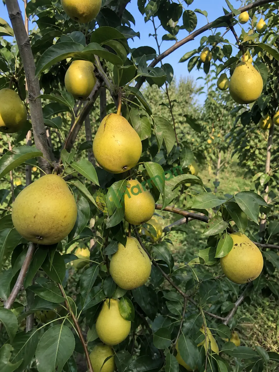 Yayla armudu