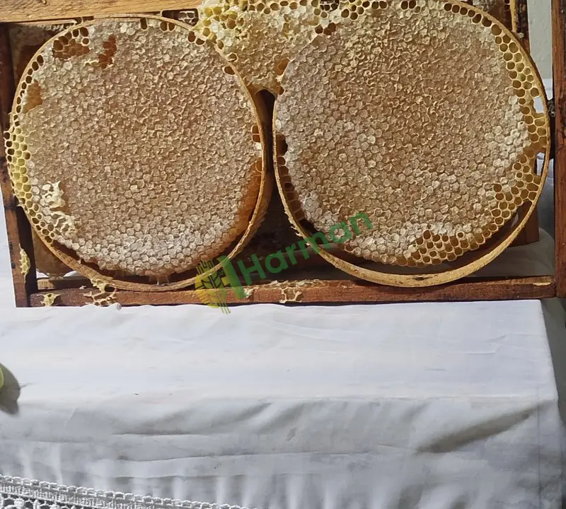 Yayla balı