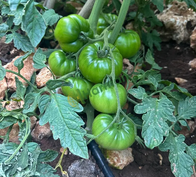 Yayla domatesi lapçin