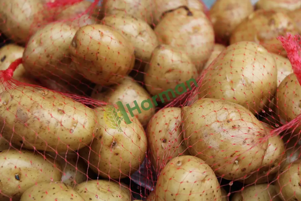 Yemeklik sarı patates, çuvallı temiz elenmiş -Rize İkizdere