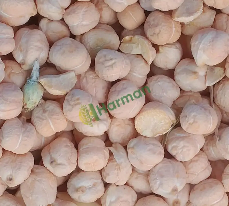 Yemeklik  ubet nohut 120 ton