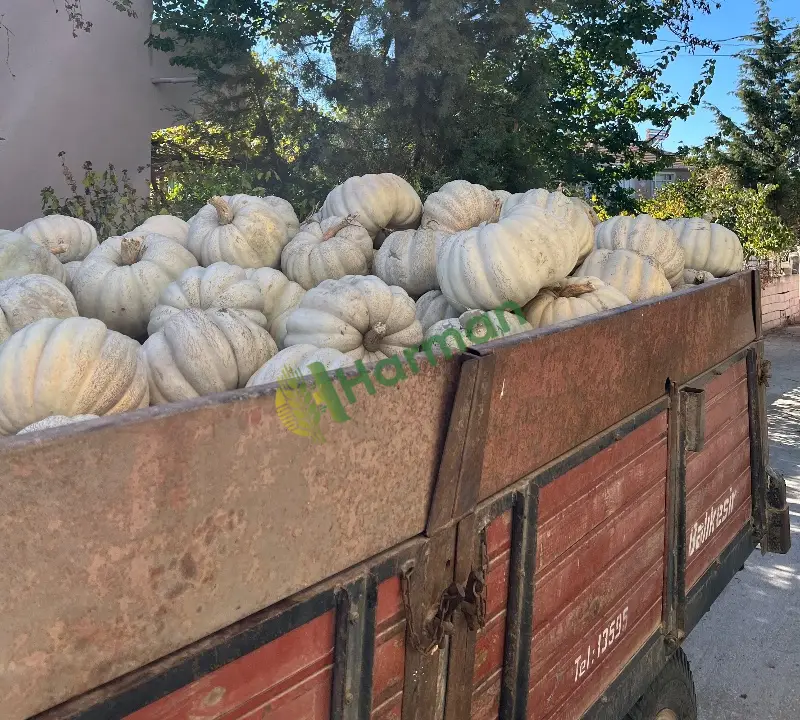 Yeni hasat bal kabağı
