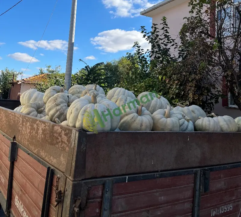 Yeni hasat bal kabağı