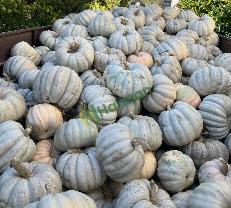 Yeni hasat bal kabağı