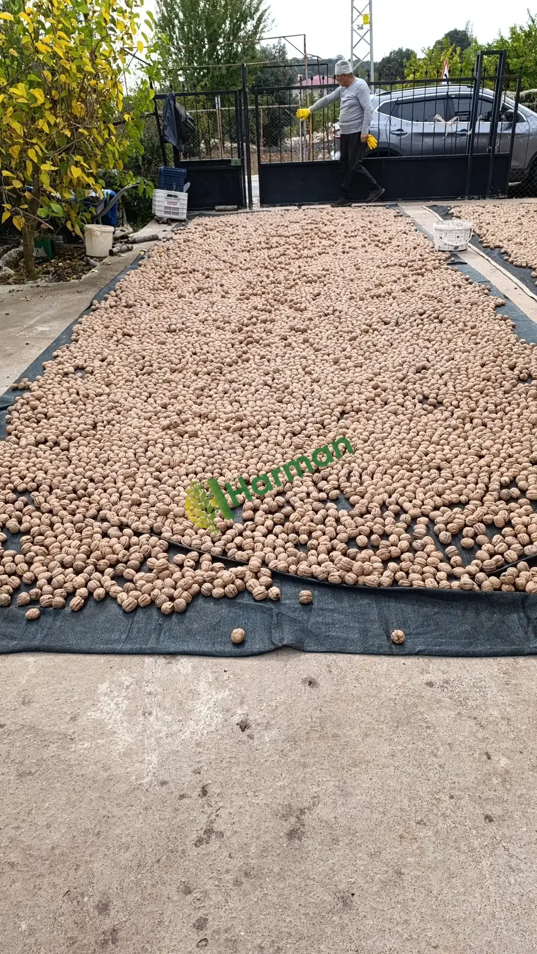 Yeni hasat ceviz Mersin