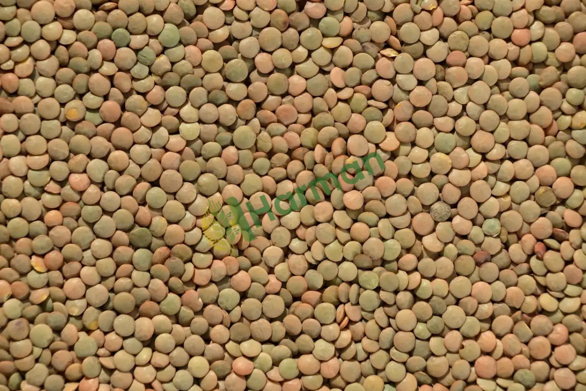 Yeni hasat dökme yeşil mercimek, satılık - Karabük Safranbolu