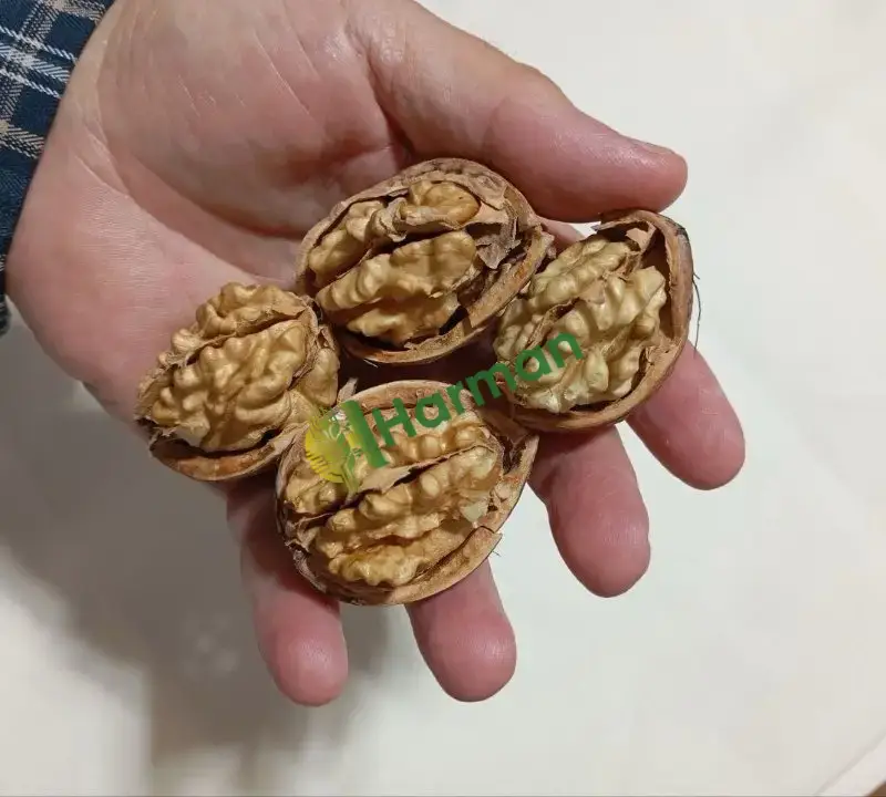 Yeni Hasat Kabuklu kuru ceviz Şebin ve Bilecik elle soyulma doğal kurutma kendi bahçemizin ürünü