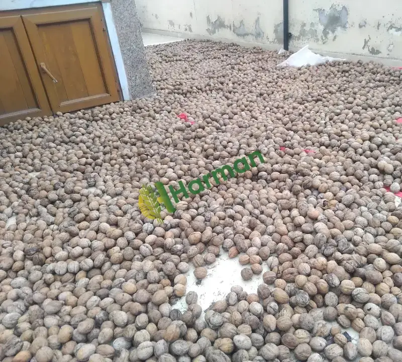 Yeni Hasat Kabuklu kuru ceviz Şebin ve Bilecik elle soyulma doğal kurutma kendi bahçemizin ürünü