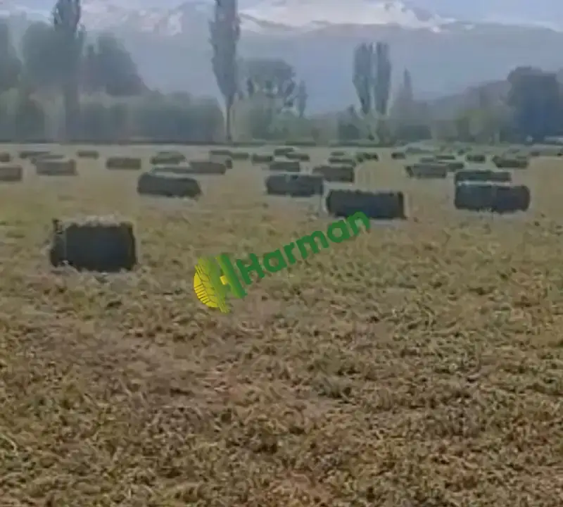 Yeni kesilecek 250 adet SATILIK YONCA BALYASI
