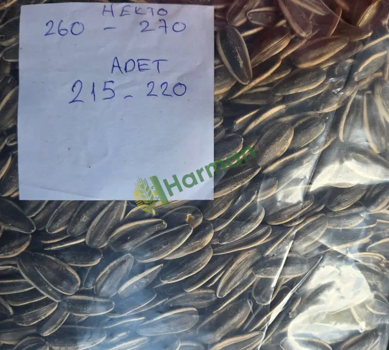 Yeni mahsül ay çekirdeki