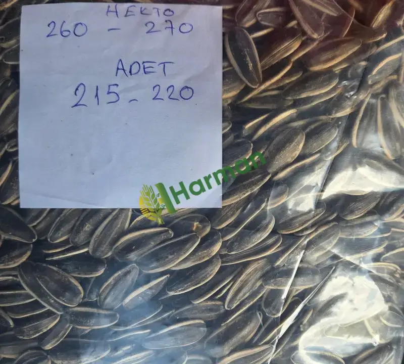 Yeni mahsül ay çekirdeki
